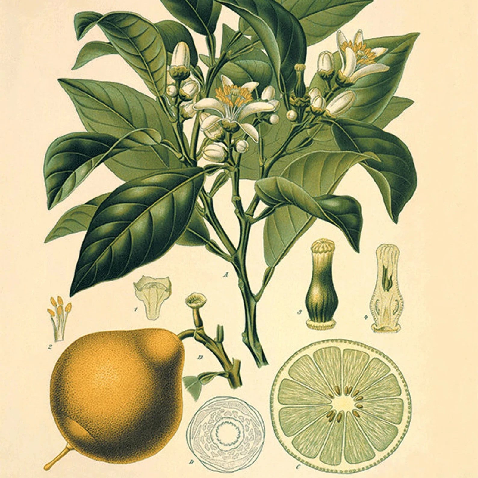 Aftershave Lotion Acqua di Colonia No.1 250ml